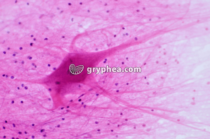 Neurône ME x160 - gryphea.com